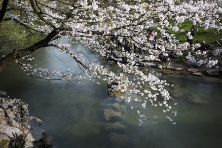 杭州-西湖-樱花-太子湾公园-风景 图片素材