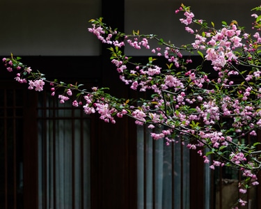 杭州-西湖-花圃-海棠花-海棠花 图片素材