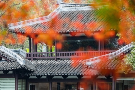杭州-西湖-曲院风荷-枫叶-红叶 图片素材