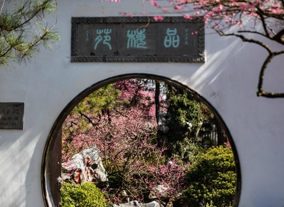 杭州-西湖-植物园-灵峰探梅-梅花 图片素材