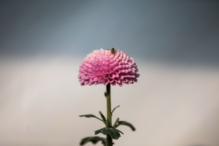 杭州-钱王祠-菊花-花卉-秋天 图片素材