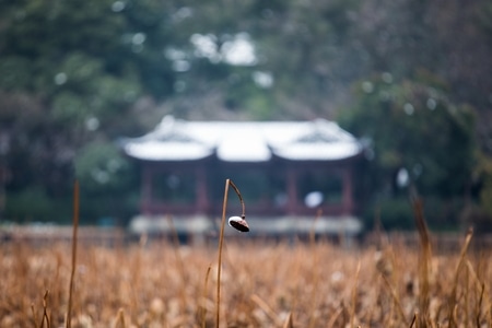 杭州-西湖-曲院风荷-风光-残荷 图片素材