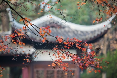 杭州-曲院风荷-枫叶-红叶-秋叶 图片素材