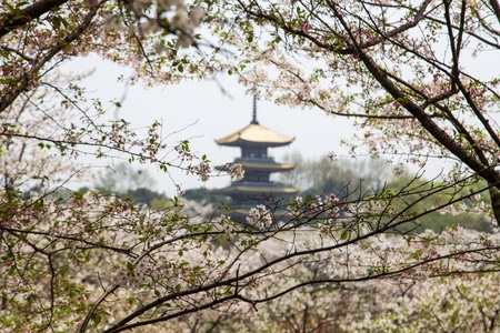 旅行-风光-武汉-东湖-樱花园 图片素材