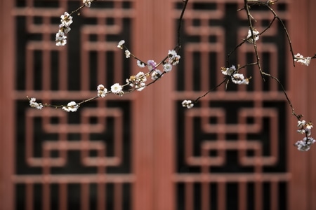 杭州-灵隐寺-探梅-梅花-植物 图片素材