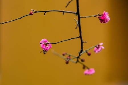 杭州-灵隐寺-梅花-探梅-花 图片素材
