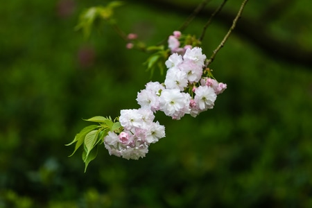 杭州-西湖-樱花-晚樱-松月樱 图片素材