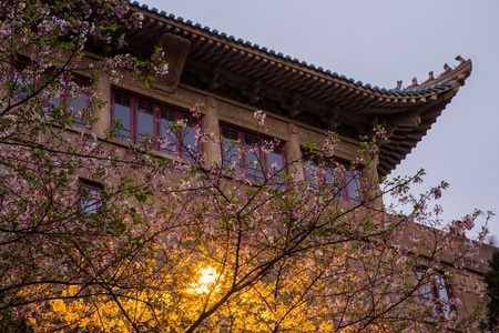 旅行-风光-武汉大学-樱花-夜樱 图片素材