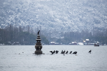 杭州-西湖-三潭印月-鸬鹚-西湖 图片素材