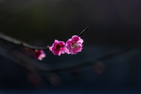杭州-西湖-梅花-探梅-郭庄 图片素材