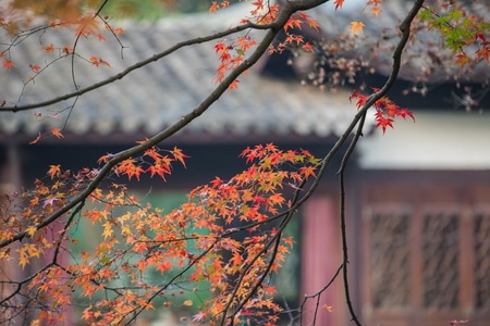 杭州-曲院风荷-枫叶-红叶-秋叶 图片素材