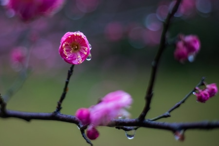 你好2020-杭州-灵峰探梅-梅花-雨中 图片素材