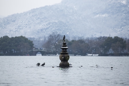 杭州-西湖-三潭印月-鸬鹚-西湖 图片素材