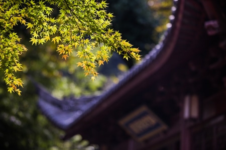 杭州-韬光寺-寺庙-秋色-黄叶 图片素材