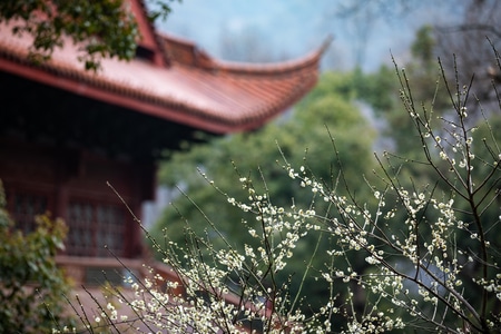 杭州-西湖-梅花-探梅-净慈寺 图片素材