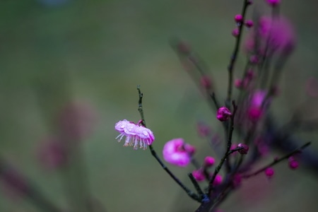 你好2020-杭州-灵峰探梅-梅花-雨中 图片素材