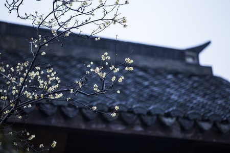 杭州-灵峰探梅-梅花-花-花卉 图片素材