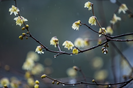 杭州-西湖-曲院风荷-腊梅-雪韵 图片素材