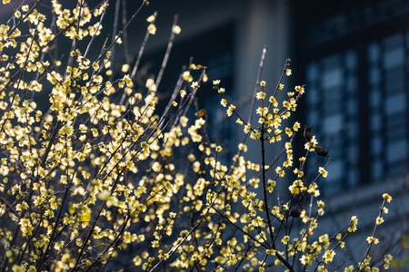 杭州-孤山探梅-蜡梅-蜡梅-花 图片素材