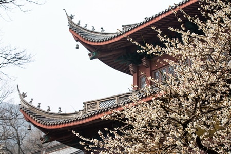 杭州-西湖-梅花-探梅-灵隐寺 图片素材