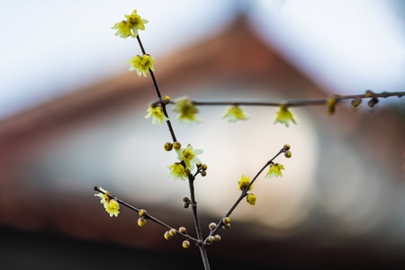 杭州-西湖-孤山探梅-蜡梅-花 图片素材