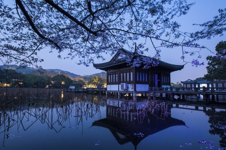 杭州-西湖-樱花-曲院风荷公园-夜色 图片素材