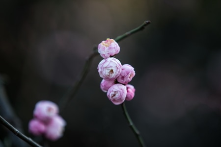 杭州-西湖-孤山-探梅-梅花 图片素材