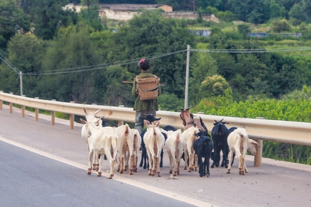 街头摄影-云南-大理-牧羊人-旅游 图片素材