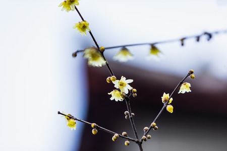 杭州-西湖-孤山探梅-蜡梅-花 图片素材
