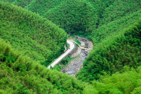 绿色地球-浙江-安吉县-竹海-中国大竹海 图片素材