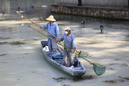 杭州-西湖-荷塘-清塘-渔民 图片素材