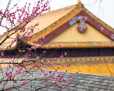 杭州-探梅-梅花-花卉-净慈寺 图片素材