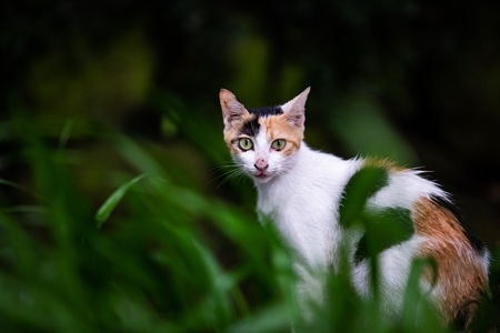 杭州-北山街-小猫-宠物-猫咪 图片素材