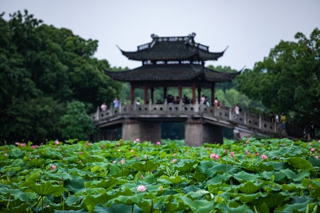 杭州-西湖-曲院风荷-荷花-曲院风荷 图片素材