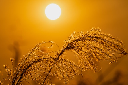 杭州-瓶窑-北湖草荡-落日-芦苇 图片素材