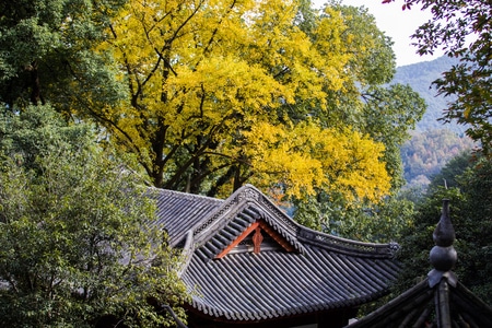杭州-韬光寺-寺庙-秋色-黄叶 图片素材