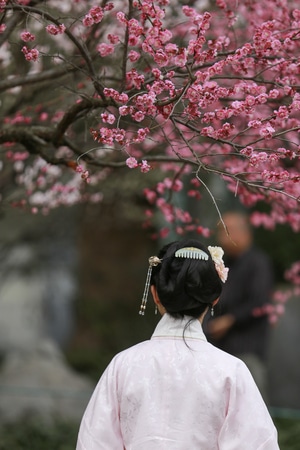 杭州-孤山探梅-梅花-花-花卉 图片素材