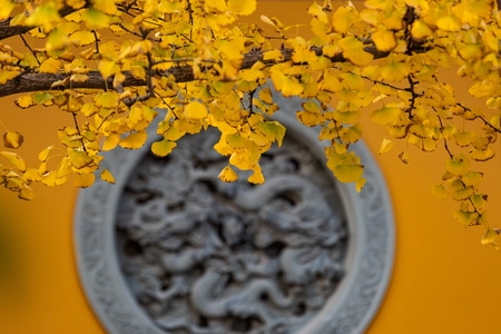 杭州-永福寺-银杏叶-秋天-银杏叶 图片素材