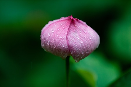 杭州-西湖-雨中-曲院风荷-荷花 图片素材