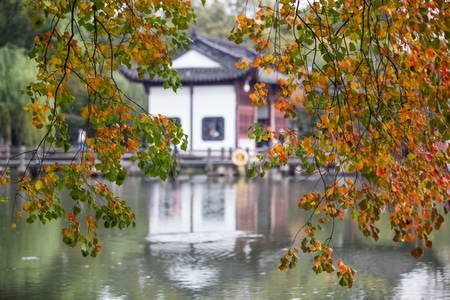 杭州-西湖-小瀛洲-秋色-树枝 图片素材