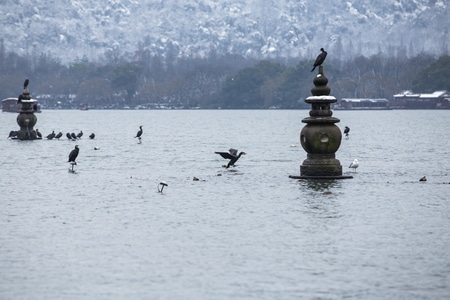 杭州-西湖-三潭印月-鸬鹚-西湖 图片素材