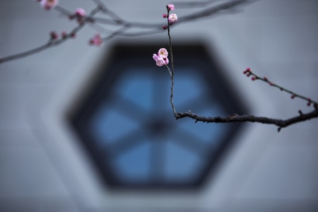 杭州-西湖-孤山-探梅-梅花 图片素材