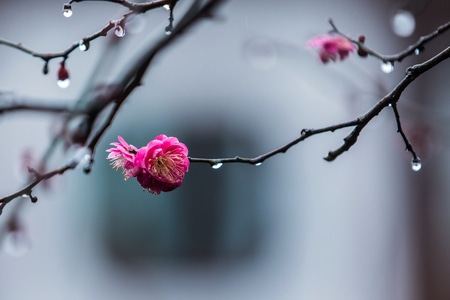杭州-西湖-曲院风荷-湛碧楼-梅花 图片素材