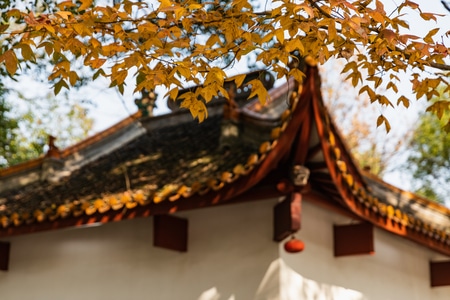 我的2019-长沙-湖南大学-自卑亭-秋色 图片素材