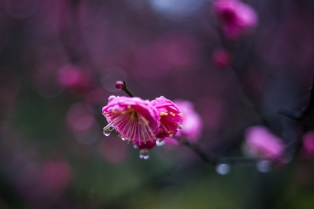你好2020-杭州-灵峰探梅-梅花-雨中 图片素材