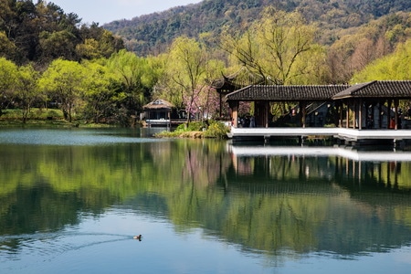 杭州-西湖-春天-浴鹄湾-杨公堤 图片素材