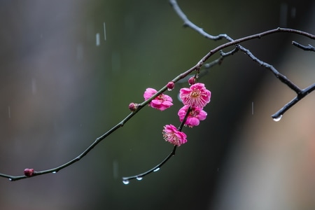 杭州-西湖-曲院风荷-湛碧楼-梅花 图片素材