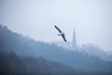 杭州-西湖-动物-鸟类-银鸥 图片素材