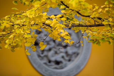 银杏黄了-杭州-净慈寺-银杏-黄叶 图片素材