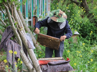 浙江-温岭市-上保山-养蜜蜂-蜜蜂 图片素材